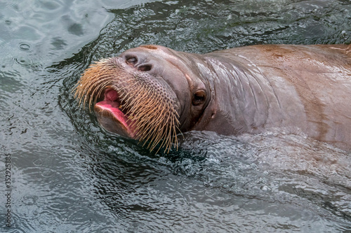Walrus (Odobenus rosmarus) swimming in water, close up of head showing whiskers / vibrissae
