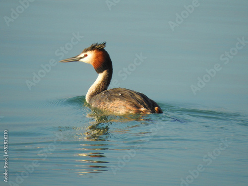 photo of a living wild bird in nature swimming on sea