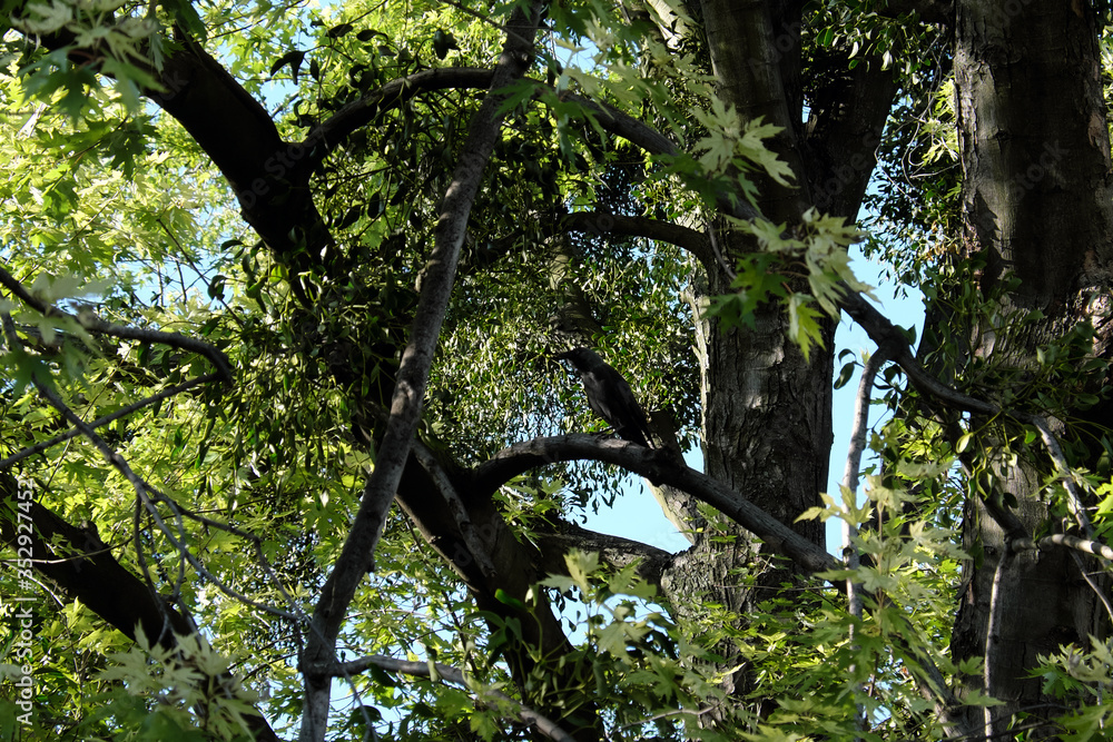 Fototapeta premium Crow among maple tree branches. Bird on a branch.