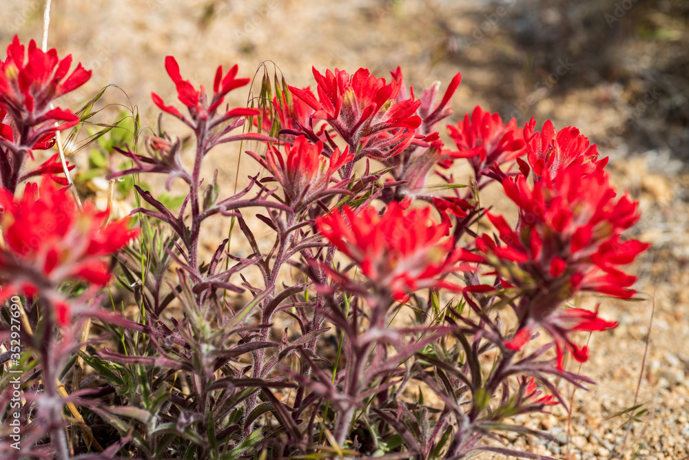 red Indian Paintbrush wildflowers in bloom in the Buttermilks of Eastern Sierra Nevada mountains California USA red Indian Paintbrush wildflowers in bloom in the Buttermilks of Eastern Sierra Nevada mountains California USA