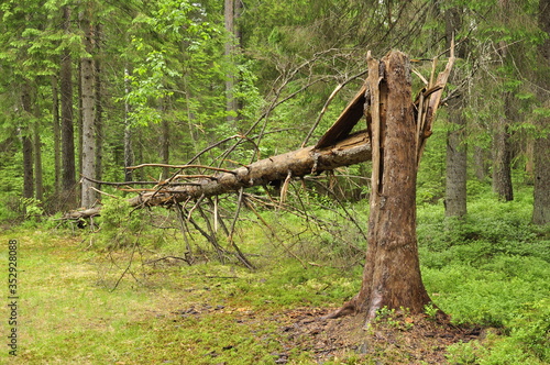 A broken pine tree in the background is a forest.