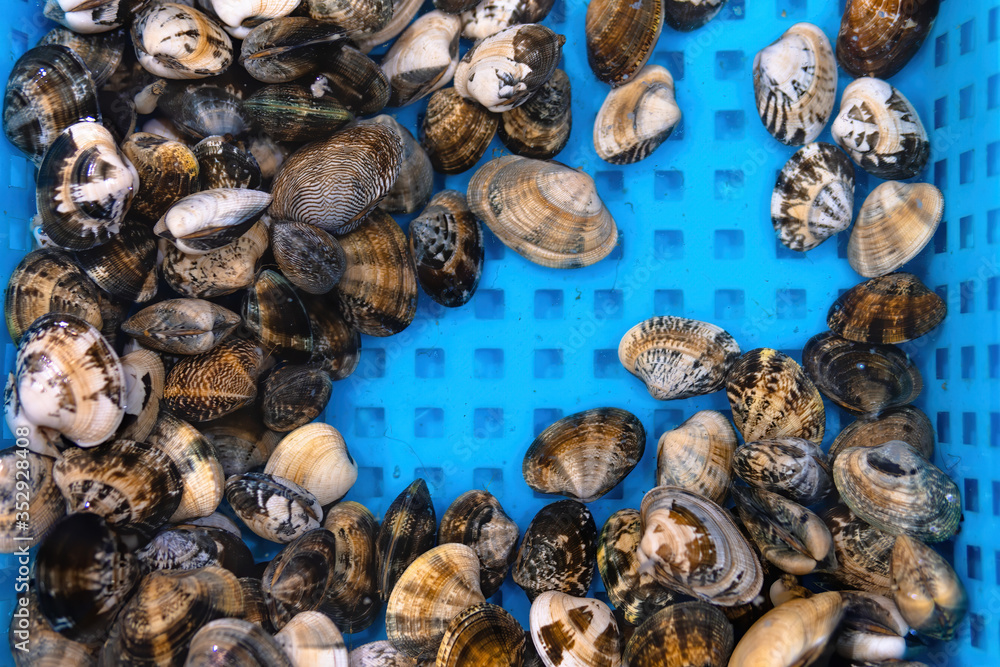 Venerupis philippinarum, an edible species of saltwater clam, a marine