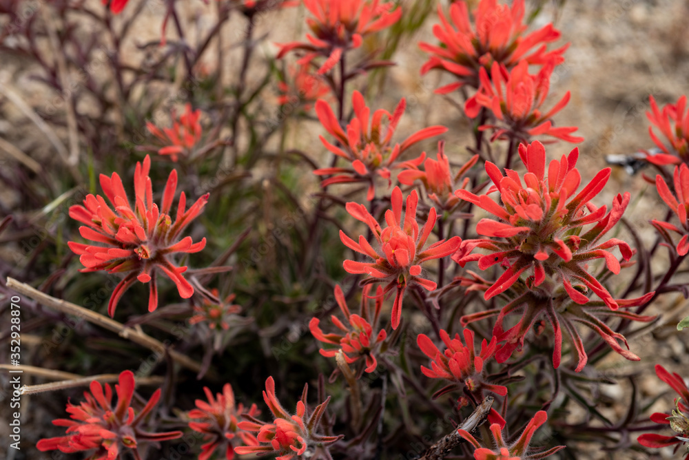 red Indian Paintbrush wildflowers in bloom in May in the Buttermilks of Eastern Sierra Nevada mountains California red Indian Paintbrush wildflowers in bloom in May in the Buttermilks of Eastern Sierra Nevada mountains California
