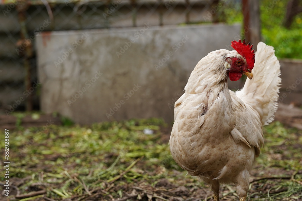 Chicken standing on a rural garden in the countryside. Close up of a chicken standing on a backyard shed with chicken coop. Free range birds