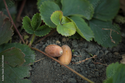 acorns lie on the ground near green leaves. Image with selective focus