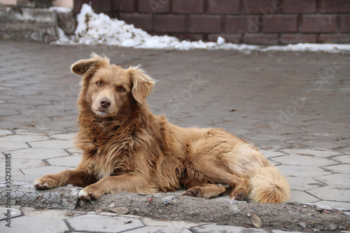 homeless lonely dog lying on the ground on the pavement in the winter