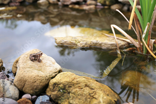 Common American Toad in Rocky Pond on Summer Day