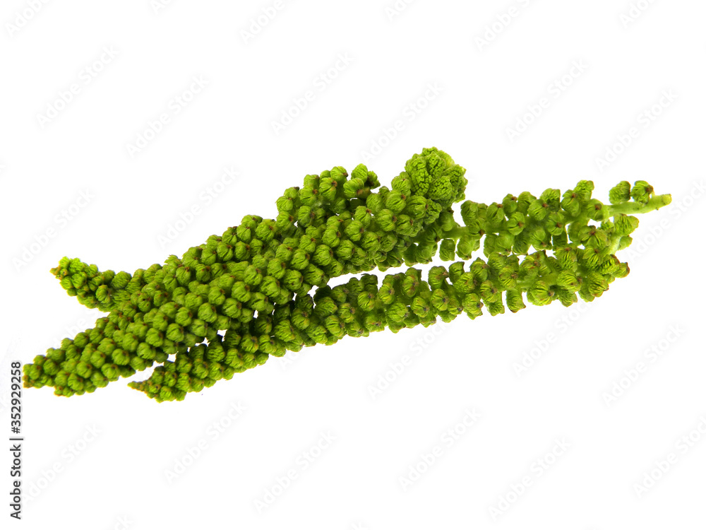 walnut leaves isolated on white background walnut leaves isolated on white background