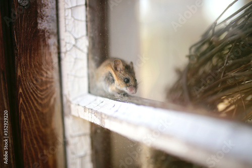 Cute Little Grey House Mouse Hiding in Window Sill