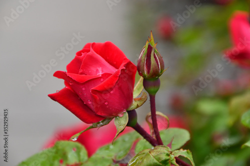 Fresh red rose and bud with blurred background