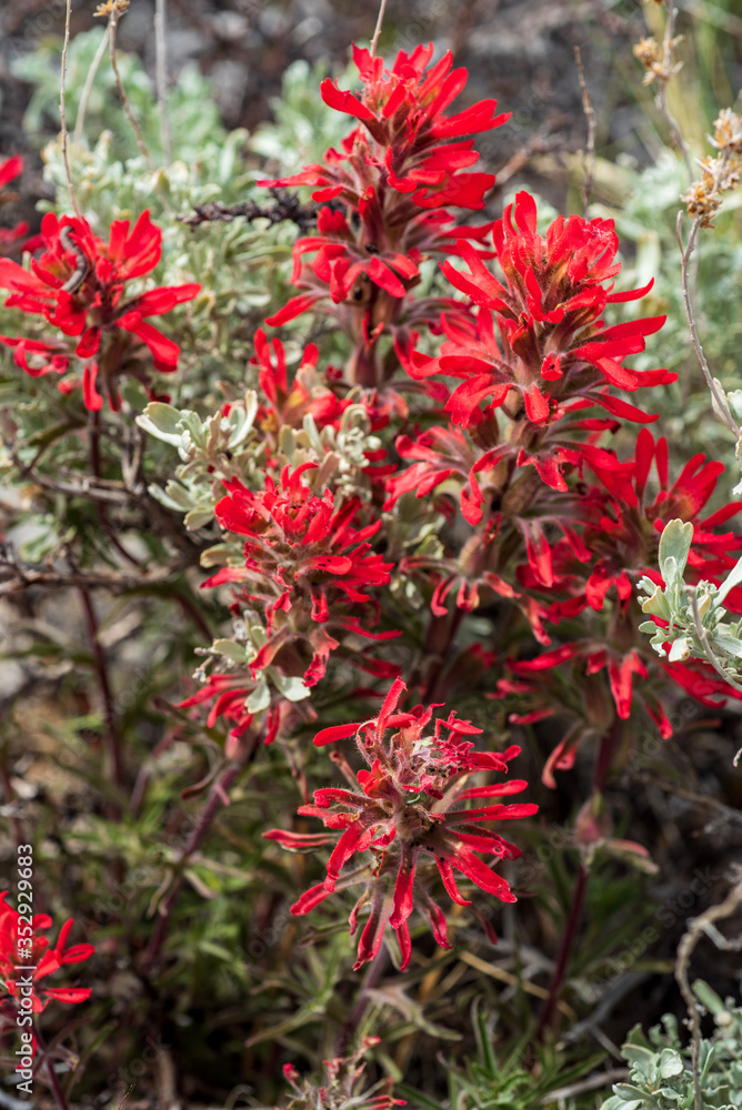 red Indian Paintbrush wildflowers in bloom in the Buttermilks of Eastern Sierra Nevada mountains California