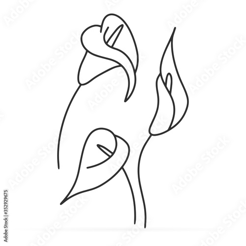 Doodle calla lilies icon isolated on white. Sketch flower. Coloring page book. Hand drawing line art. Outline vector stock illustration. EPS 10