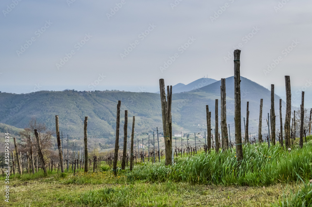 Vineyard in springtime at the Euganean Hills near Este, Padua - Veneto Italy