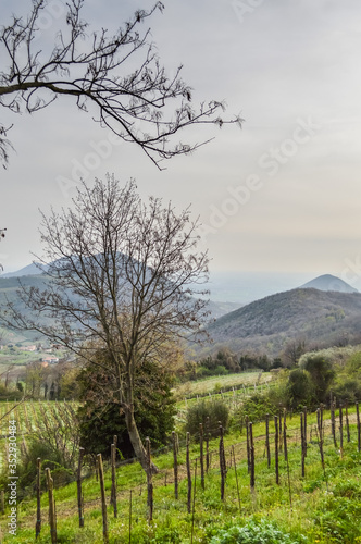 Vineyard in springtime at the Euganean Hills near Este  Padua - Veneto Italy