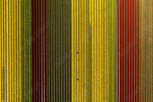 Red and yellow tulips in a tulip field; top down aerial view photo