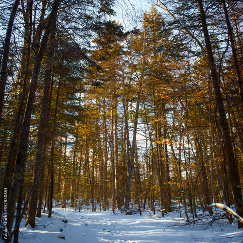 Winter Forest Upstate New York © James Casil