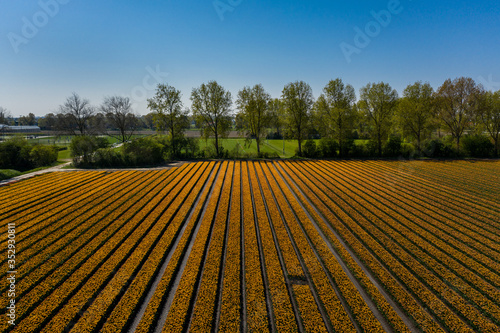 Golden Tulip Fields of the Netherlands: Rural Beauty in the Dutch Countryside