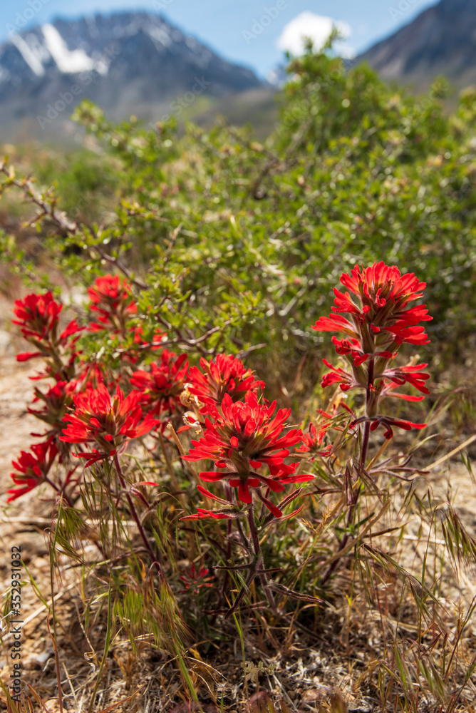 red Indian Paintbrush wildflowers blooming in Spring in the Buttermilks of Eastern Sierra Nevada mountains California USA red Indian Paintbrush wildflowers blooming in Spring in the Buttermilks of Eastern Sierra Nevada mountains California USA