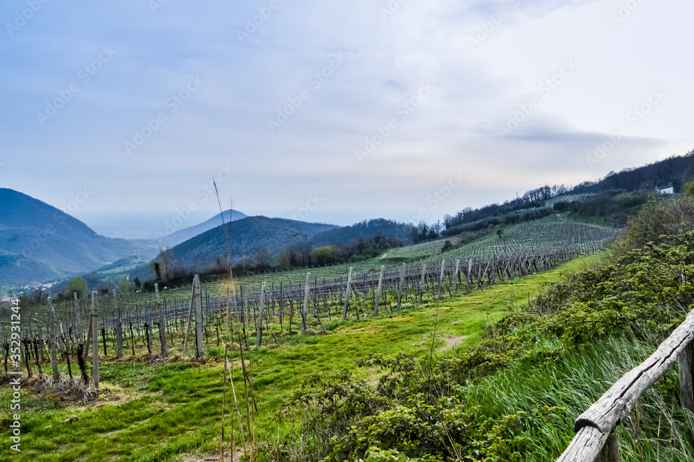 Vineyard in springtime at the Euganean Hills near Este, Padua - Veneto Italy Vineyard in springtime at the Euganean Hills near Este, Padua - Veneto Italy