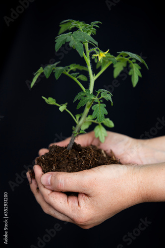 tomato seedling