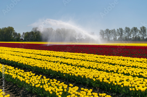 Sprinkler irrigation system on a tulip field, in the Netherlands photo