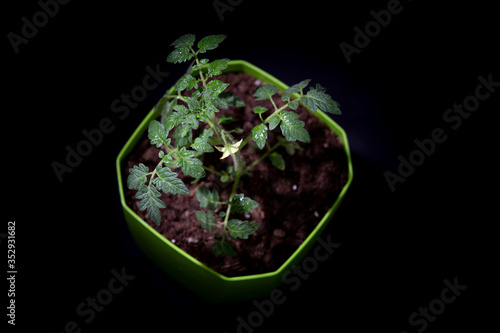 tomato seedling