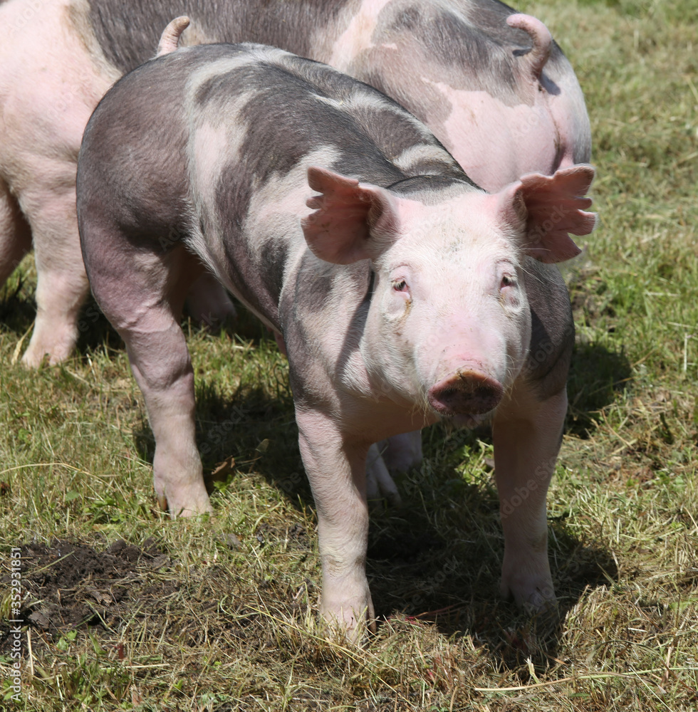 Free range pig posing on pasture at animal farm Free range pig posing on pasture at animal farm