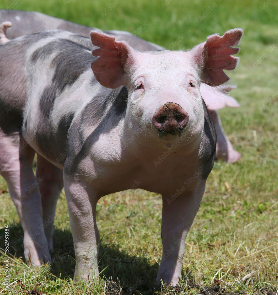 Free range pig posing on pasture at animal farm Free range pig posing on pasture at animal farm