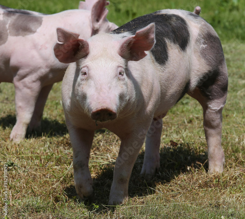 Free range pig posing  on pasture at animal farm