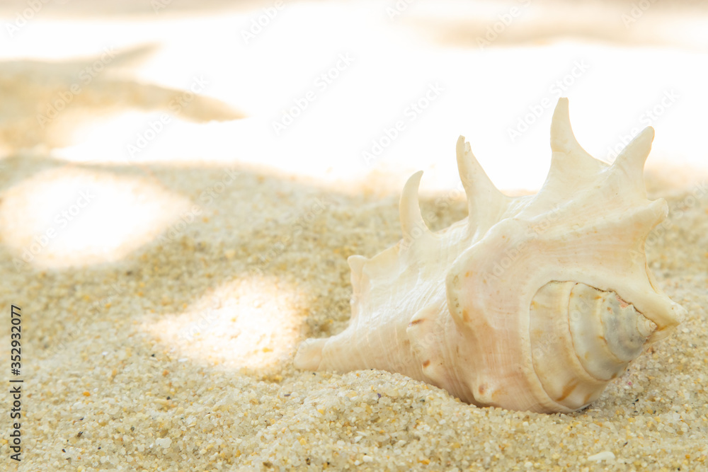 more shells in the sand on the beach, landscape more shells in the sand on the beach, landscape