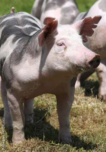 Free range pig posing  on pasture at animal farm © acceptfoto