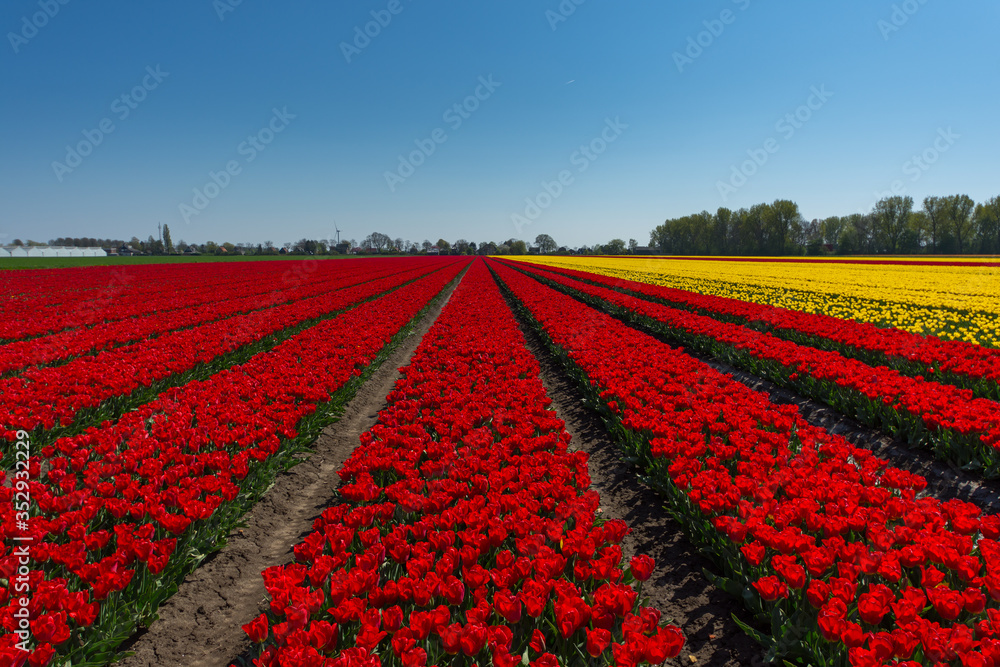 Red tulips on a field in the Netherlands