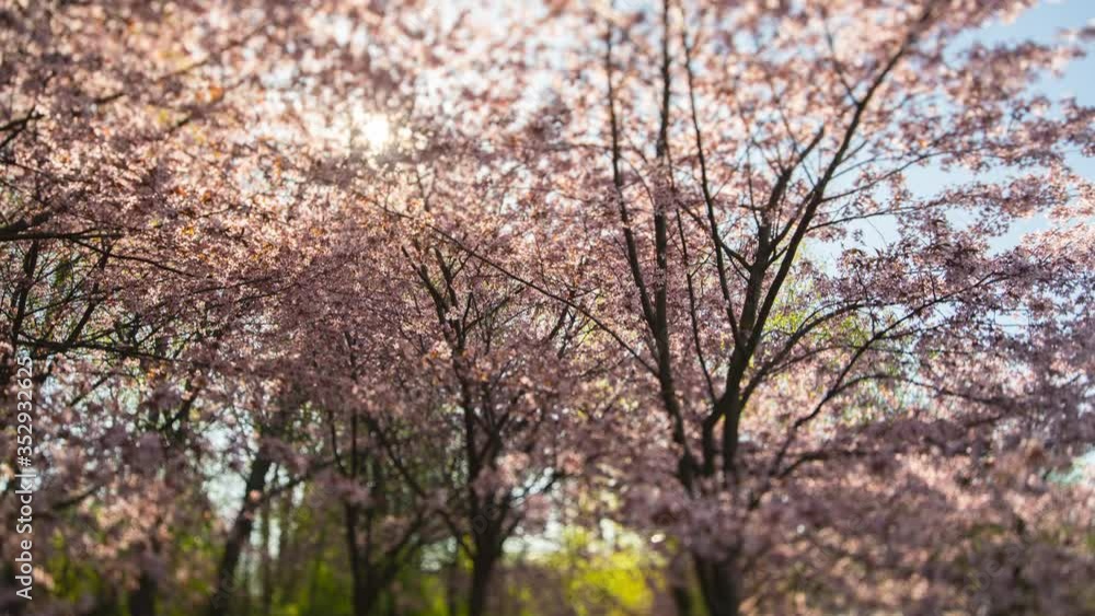 Helsinki Cherry Tree Blossom Timelapse at Morning Nr3 4K Prores422. With Tilt-Shift lens at Roihuvuori Cherry Tree Park Mother's Day 2020. The place is Roihuvuoren kirsikkapuisto. Mp4 and photos AV. Helsinki Cherry Tree Blossom Timelapse at Morning Nr3 4K Prores422. With Tilt-Shift lens at Roihuvuori Cherry Tree Park Mother's Day 2020. The place is Roihuvuoren kirsikkapuisto. Mp4 and photos AV.