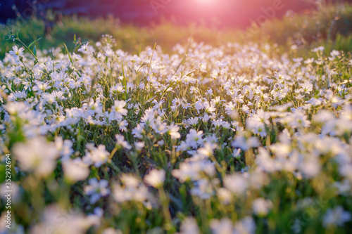 Summer Nature. Landscape meadow at sunset. Close up view white flowers in the sunshine. Blurred and selective focus background.