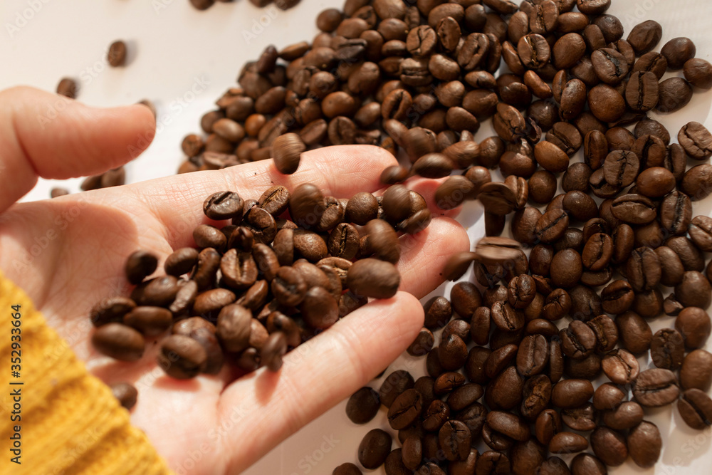 Fototapeta premium take coffee beans by hand morning in hand close up