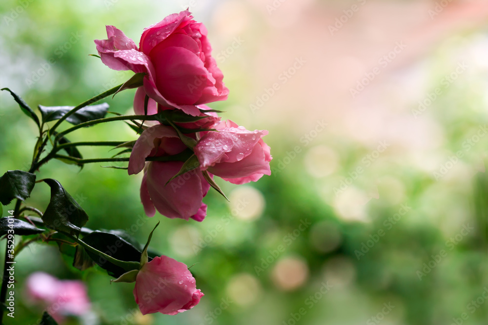 pink rose with raindrops on the meadow pink rose with raindrops on the meadow