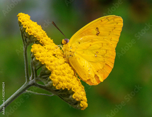 Cloudless Sulphur Butterfly (Phoebis sennae), Dunwoody, GA