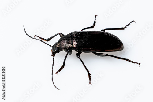 Darkling Beetle (Tenebrionidae sp.), Dunwoody, GA