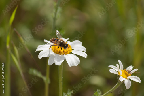 Wasp in a daisy on a green background © JuanRamon