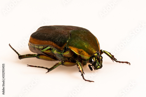 Green June Beetle (Cotinus nitida), Dunwoody, GA © RICHARD