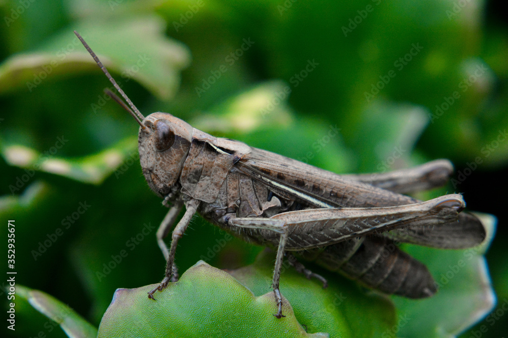Brown grasshopper sitting on a leaf. Arcyptera microptera. Macro Brown grasshopper sitting on a leaf. Arcyptera microptera. Macro