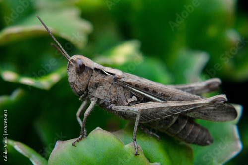 Brown grasshopper sitting on a leaf. Arcyptera microptera. Macro