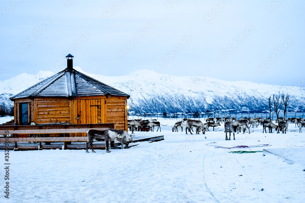 Trip above the arctic circle to Sami camp with reindeers, Tromso, Norway Trip above the arctic circle to Sami camp with reindeers, Tromso, Norway