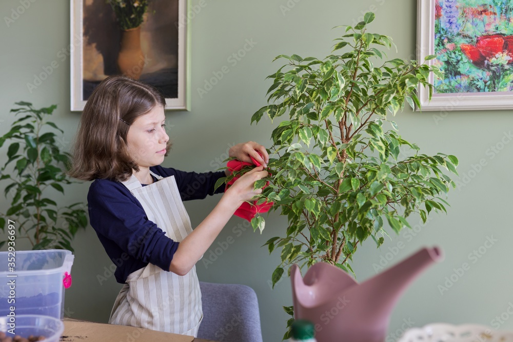 Girl caring for houseplant, child wipes dust from ficus leaves Girl caring for houseplant, child wipes dust from ficus leaves