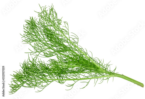 A green sprig of dill isolated on white background