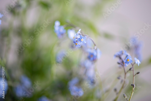 forget me not flowers blue close up filled frame 