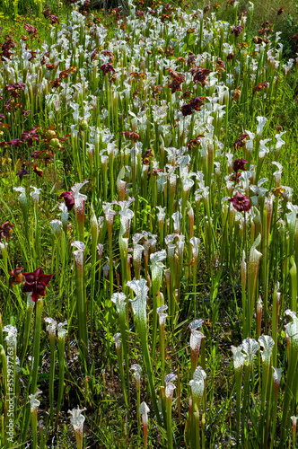 White Pitcher Plant (Sarracenia leucophylla), Atlanta Botanical Garden, Atlanta, GA.