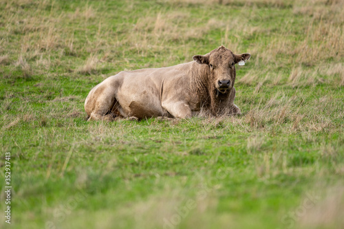 murray grey and Angus cattle grazing on pasture.. photo