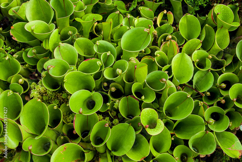 Sun Pitcher Plant (Heliamphora), Atlanta Botanical Garden, Atlanta, GA