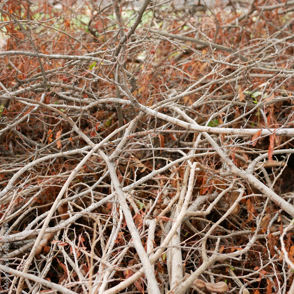 Photos of wood pile, pile of firewood. close up.tamarind tree. Photos of wood pile, pile of firewood. close up.tamarind tree.